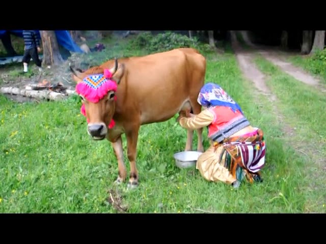 Şalpazarı Ağasar Yayla göçleri  – 2013